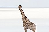 Giraffe at waterhole Etosha NP Namibia