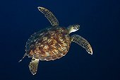 Green Turtle swimming Tahiti