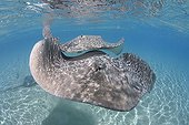 Couple of Pink whipray swimming Tahaa