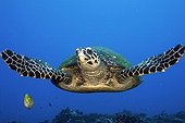 Hawksbill Turtle in Tahiti in Polynesia