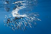 Atlantic Sailfish hunting isolated group of Sardines Mexico