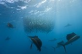 Atlantic Sailfish hunting Sardines schoal Mexico