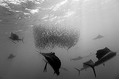Atlantic Sailfish hunting Sardines schoal Mexico