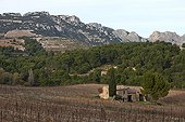Vineyard and Dentelles de Montmirail Provence France