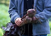 Harvest of red beets in a kitchen garden