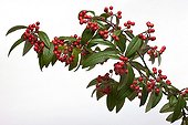 Cotoneaster branches of fruit on white background 
