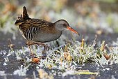 Water Rail looking for food on the ice in winter