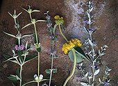 Medecinal plants on the soil