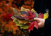 Collect of leaves in a garden in autumn