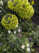 Euphorbia et fritillaries in bloom in a garden