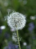 Dandelion seed dispersal in a garden