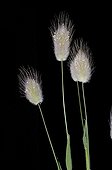 Inflorescences of harestail grass on black background Spain