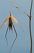 Dried Spikelet of Slender Oat Spain