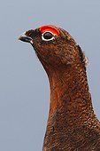 Portrait of a male Red Grouse  GB