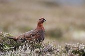 Male Red Grouse standing amongst heather Scotland GB