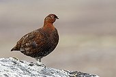 Male Red Grouse standing on a rock Scotland GB