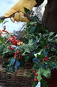 Harvest of holly in a garden in winter