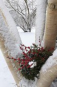 Christmas crown on a tree under snow