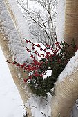 Christmas crown on a tree under snow