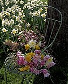 Narcissus and tulips bouquet on a garden chair