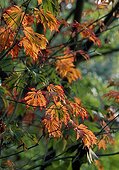 Maple foliage in a garden in autumn