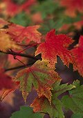 Maple 'Automn Blaze' foliage in a garden in autumn