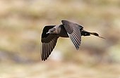 Arctic Skua dark form in flight Scotland