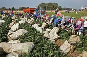 Commercial farming Workers picking beetroot RSA