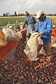 Farm workers picking and collecting beetroot South africa