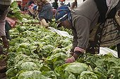 Farm workers picking iceberg lettuce for market RSA