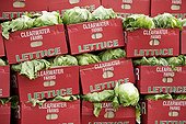 Stacked boxes of freshly picked iceberg lettuce RSA