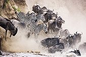 Wildebeest and zebra crossing the Mara River Kenya