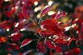 Red foliage of a sick pear tree in a garden