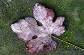 Grapevine powdery mildew on a wine grape leaf