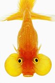 Bubble eyed goldfish shot against white background