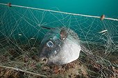 Sunfish in Lost Fishing Net over Reef Costa Brava Spain