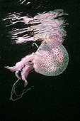 Mauve Stinger Jellyfish Costa Brava Spain