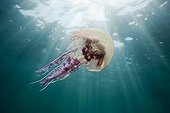 Mauve Stinger Jellyfish Costa Brava Spain