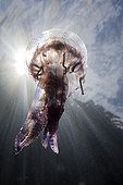 Mauve Stinger Jellyfish Costa Brava Spain