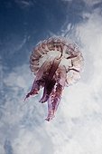 Mauve Stinger Jellyfish Costa Brava Spain