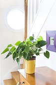 Anthurium pot inside the doorway of a house