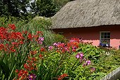 Flowerbed in front of a cottage in Ireland 