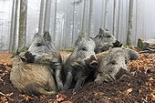 Group Wild Boars resting in the forest in autumn