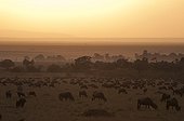 Wildebeest at twilight Masai Mara Kenya