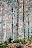 Gros Sanglier d'Europe mâle dans une forêt de hêtres automne