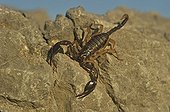 Yellow-tailed black scorpion on rock CorbièresFrance