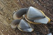 Goose barnacle on wood Britain France