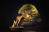 Juniper Bonsai "The 30 most beautiful Bonsai in Europe" ; Event "Folies Flora" 