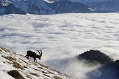Ibex male in rut and sea of clouds Valais Alps Switzerland 