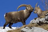 Couple of Alpine Ibex during mating season, Valais, Switzerland 